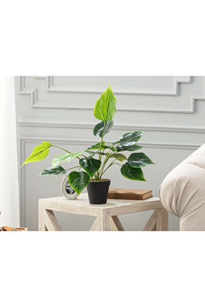 Madame Coco Verdure Saksılı Bitki