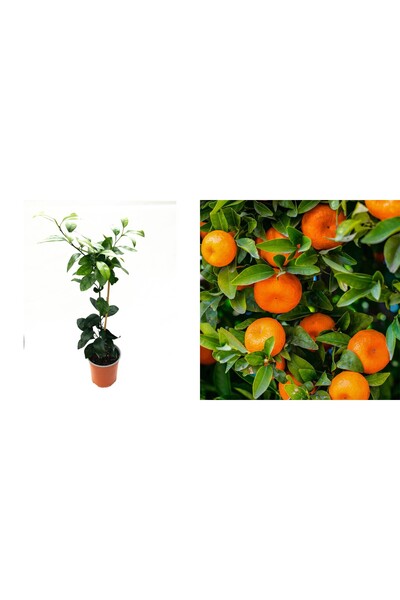Tunç Botanik MANDALİNA FİDANI (Satsuma) - 3 YAŞ AŞILI ve TÜPLÜ 100-150 cm
