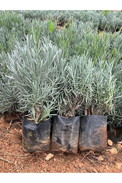 bahçevilya Lavandula angustifolia Lavanta Fidanı 1-2 yaş arası (Çalı Formunda...
