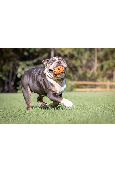 Chuckit !Air Fetch Football Dog Play Ball