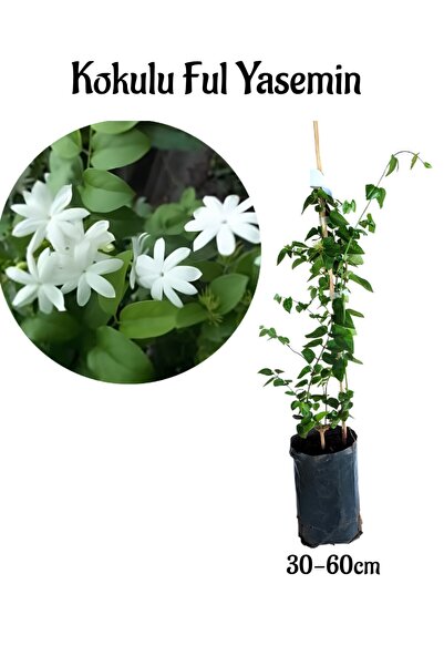 Fully Fragrant Jasmine Flower Ivy Plant 30-50cm (Jasminum grandiflorum)