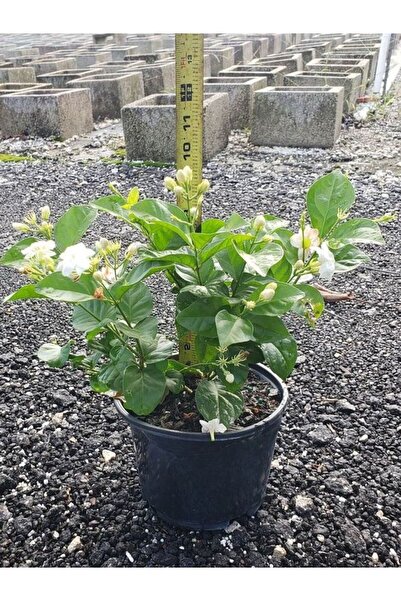 Nura Botanik Ful Yasemin Çiçeği 1 ADET Kokulu Sarmaşık Bitki Saksılı 30-60cm