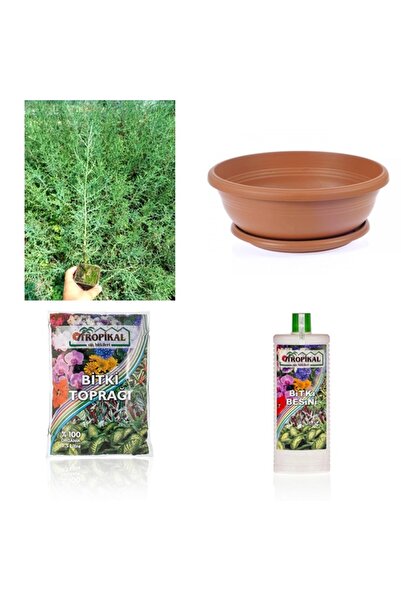 Tunç Botanik BONSAİ SERVİ SETİ (FİDAN+BONSAİ SAKSI+TOPRAK +BİTKİ BESİNİ)