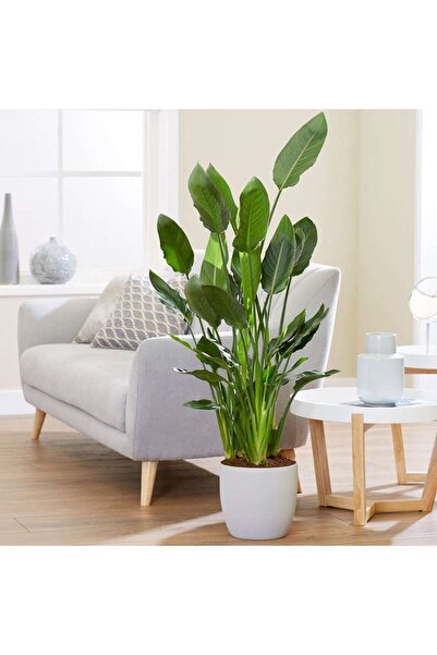 Tunç Botanik Starliçe (Cennet Kuşu Çiçeği) Strelitzia Nicolai 80 cm