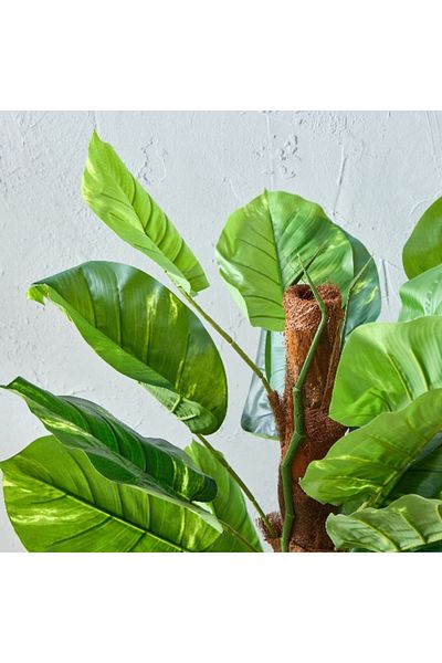Home Box Alicia Pathos Tree with Pot 150 cm