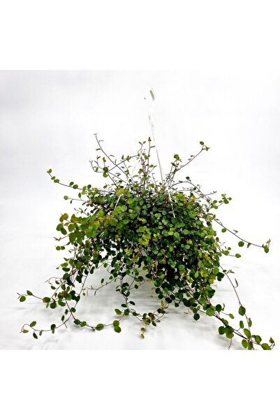 Tunç Botanik Avustralya Sarmaşığı (Muehlenbeckia) Askılı Saksıda
