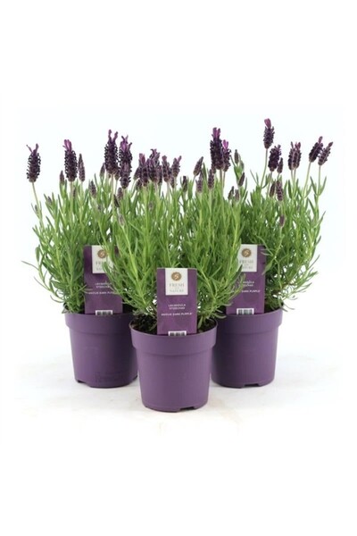 tnc garden groups Lavanta – Lavandula Angustifolia 15 cm 10 Adet