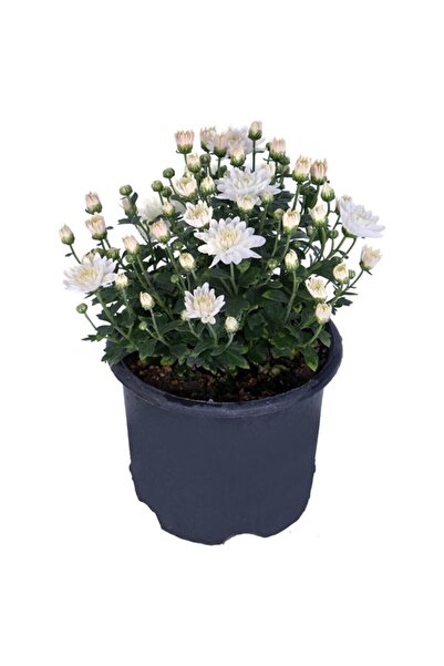 The Best Online Chrysanthemum Beyaz Renk Kasımpatı Çiçeği 1 Adet Saksılı Salon Çiçeği
