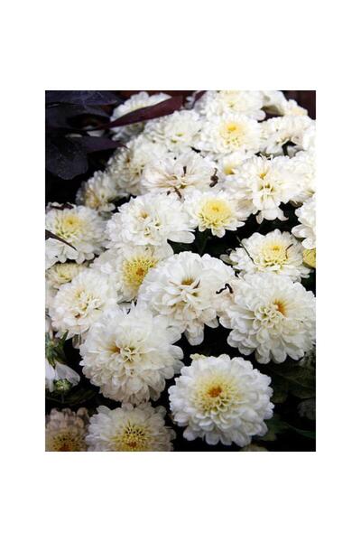 The Best Online Chrysanthemum Beyaz Renk Kasımpatı Çiçeği 1 Adet Saksılı Salon Çiçeği