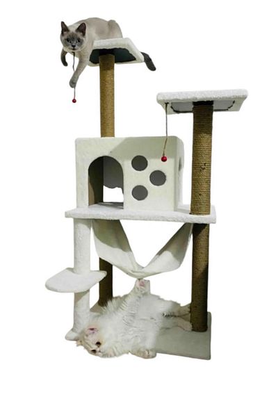 Cathause Cat Scratching