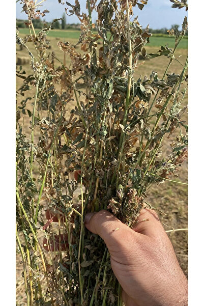 Güven Yem Kuru Yonca Kemirgen Otu 1 Kg Bol Çiçekli