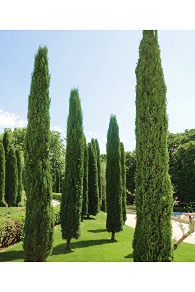 Tunç Botanik MEZARLIK ÇAMI - KABİR AĞACI 1 METRE