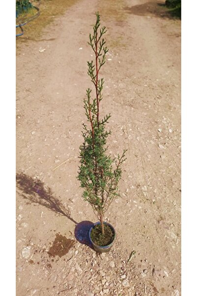 Tunç Botanik MEZARLIK ÇAMI - KABİR AĞACI 1 METRE