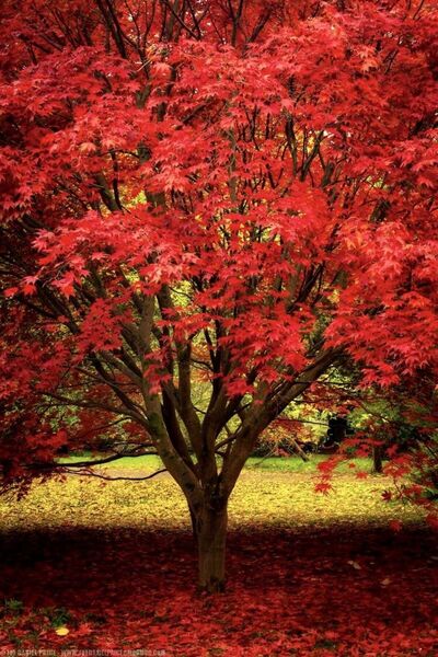 Tunç Botanik KIRMIZI AMERİKAN MEŞESİ FİDANI 3 ADET - KIZIL MEŞE