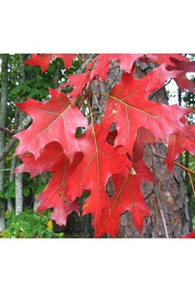 Tunç Botanik KIRMIZI AMERİKAN MEŞESİ FİDANI 3 ADET - KIZIL MEŞE