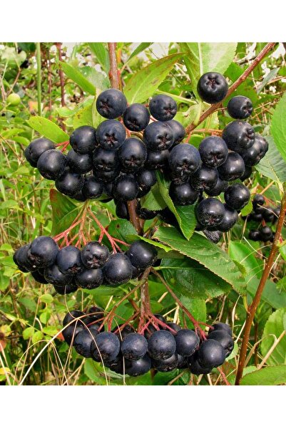 Tunç Botanik ARONYA FİDANI 5 ADET 3-4 YAŞ (80-100 CM)