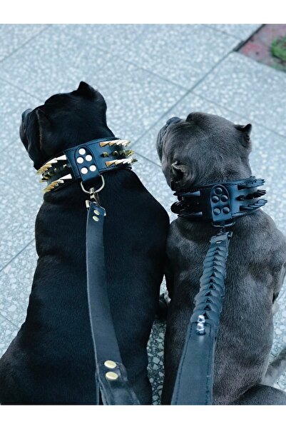 AC LEATHER DERİ KÖPEK BOYUN TASMASI