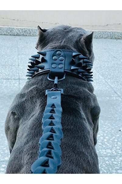 AC LEATHER DERİ KÖPEK BOYUN TASMASI