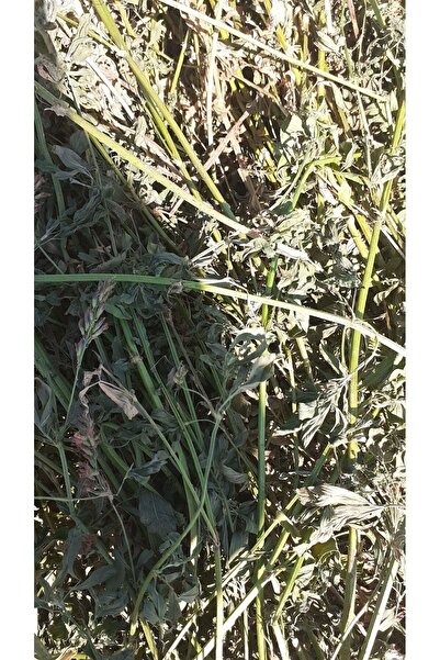 Güven Yem Kuru Yonca Kemirgen Otu 5 Kg Paket.