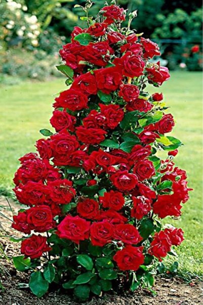 AnkaBahçe Katmerli kokulu Dubai kırmızı gül fidesi /açık kök dikime hazır