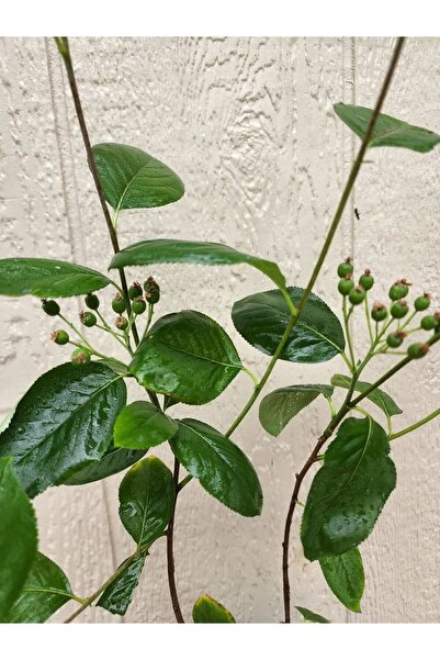 AnkaBahçe 2 Adet Aronya Fidanı 30-50 cm 8'lik Saksıda