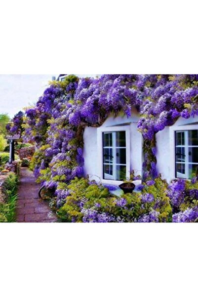Tunç Botanik MOR SALKIM FİDANI - Wisteria Sinensis