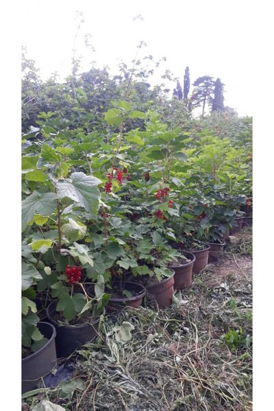 bitkifidan 3 Yaş Kırmızı Frenk Üzümü Fidanı