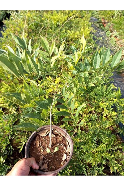 Tunç Botanik MOR SALKIM FİDANI - Wisteria Sinensis