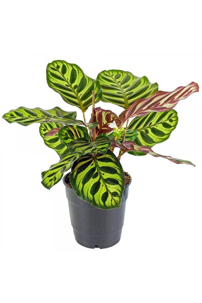 Tunç Botanik DUA ÇİÇEĞİ CALATHEA MAKOYANA - HEDİYELİK