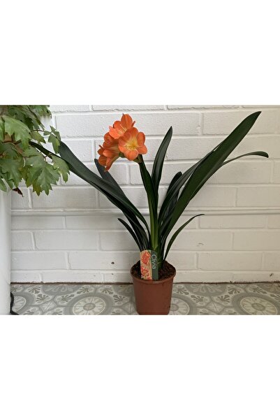 Tunç Botanik Clivia Miniata – Klivya