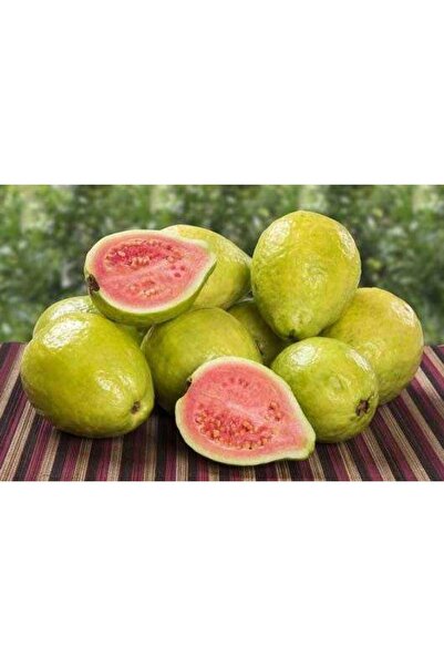 peyzajyagmur 3 Yaşında Tüplü Fidan Guava Fidanı