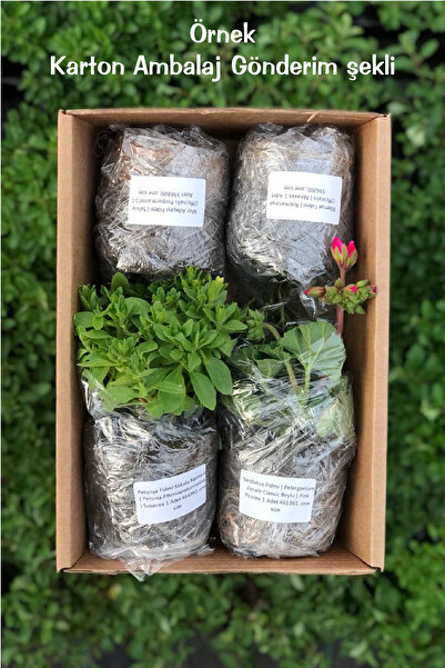 Gardina Küpe Çiçeği Fidesi Katmerli Xl Çiçek ( Fuchsia Cultivars ) White Purple 1 Adet