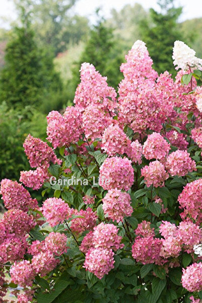 Gardina Pink Lady Salkım Ortanca Fidanı 1 Adet ( Hydrangea Paniculata Pink La...