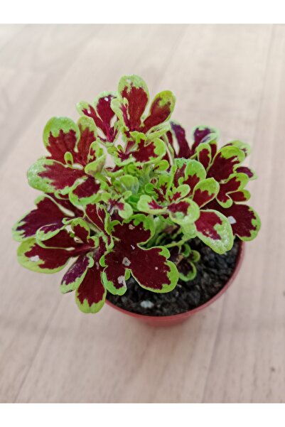 Ravza Çiçekçilik Yaprak Güzeli Mini yapraklı Kolyoz Çiçeği .5.5. cm Saksıda