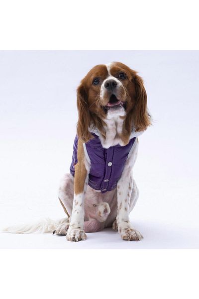 Pawstar Purple Light Wave Anorak Vest Dog Vest Dog Outfit Dog Raincoat