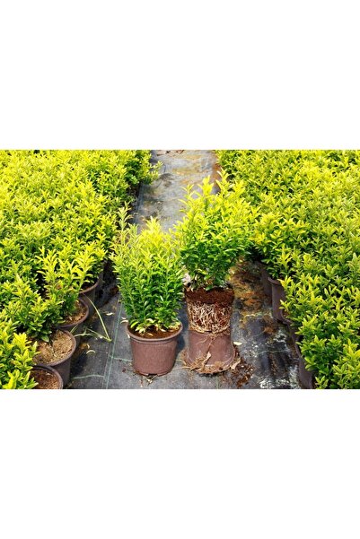 Tunç Botanik Altuni Çıtır Taflan - Sarı Renkli Çit Bitkileri 50 Adet Paket