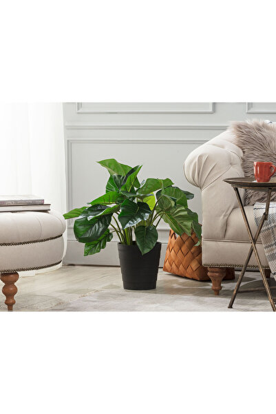 Madame Coco Lansquine Saksılı Bitki