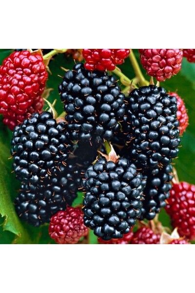 Tunç Botanik Dikensiz Jumbo Böğürtlen Fidanı 2 Yaş Tüplü