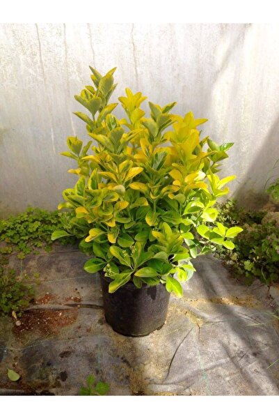 Nura Botanik GOLD TAFLAN 10 ADET - BÜYÜK BOY 40 - 50 cm