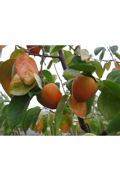 Tunç Botanik Rojo Brillante Trabzon Hurması (Cennet Meyvesi) 3 Yaş Tüplü ve Aşılı