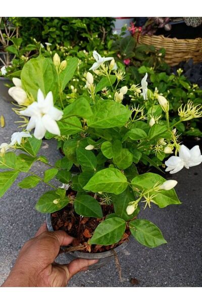 Nura Botanik Kokulu Ful Yasemin Çiçeği 1 ADET Saksılı 30-60cm Jasminum