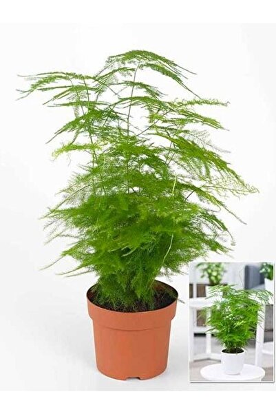 Bitkim Sende Hediyelik Dekoratif Canlı Salon çiçeği 1 ADET 15-30CM (Asparagus...