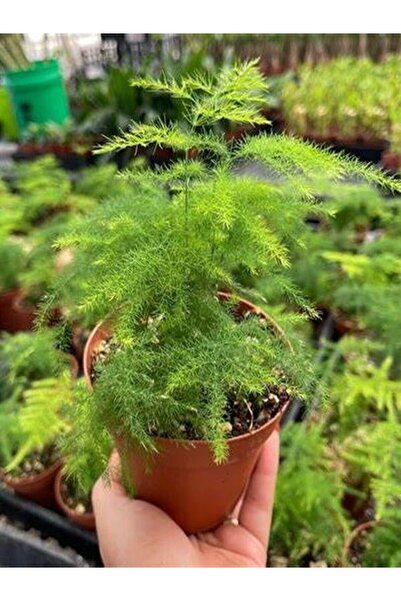 Nura Botanik Mini Tül Kuşkomaz Çiçeği 1 ADET Saksılı 10-15cm (Asparagus Setac...