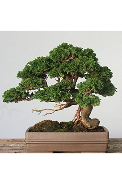 Tunç Botanik BONSAİ SERVİ SETİ (FİDAN+BONSAİ SAKSI+TOPRAK +BİTKİ BESİNİ)