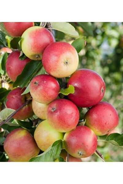 Store Amasya Elması fidanı (lezzetli ve verimli) aşılı