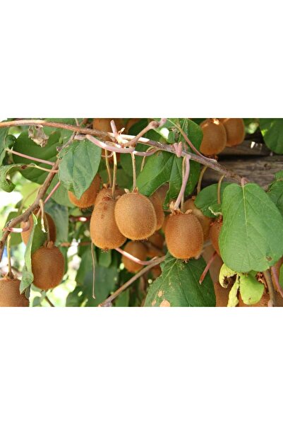 Tunç Botanik HAYWARD KİVİ FİDANI - 2 ADET - (1 Erkek + 1 Dişi)