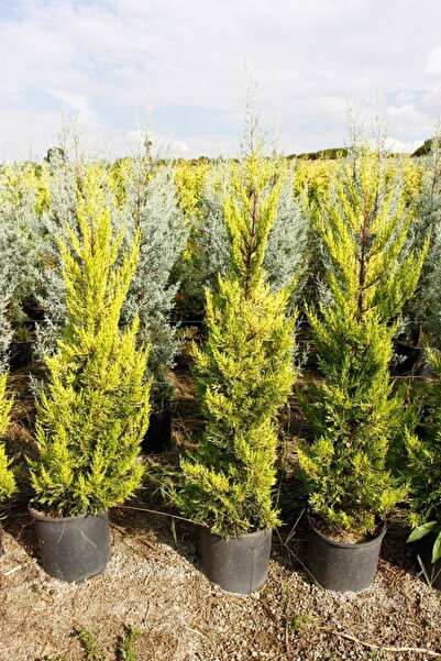 Tunç Botanik Limoni Servi - Büyük Boy - Sarı Çit Bitkisi 100-150 Cm