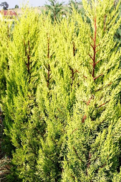 Tunç Botanik Limoni Servi - Büyük Boy - Sarı Çit Bitkisi 100-150 Cm