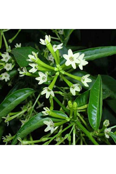 Tunç Botanik MELİSA ÇİÇEĞİ FİDANI 3 ADET - Cestrum Nocturnum