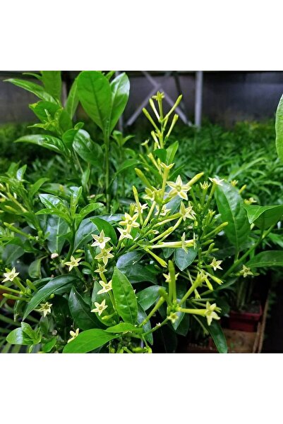 Tunç Botanik MELİSA ÇİÇEĞİ FİDANI 3 ADET - Cestrum Nocturnum